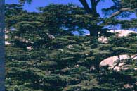 Lebanon Guide: Touristic Sites: Photos: The Cedars