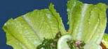 Tabbouleh: Salad made with bulgur wheat and finely chopped scallions, tomatoes, mint, and parsley.